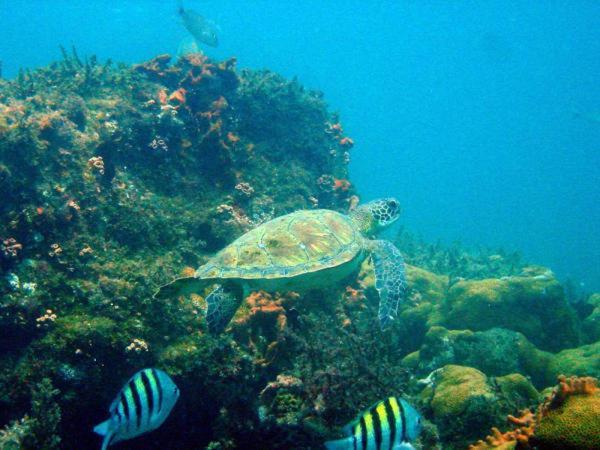 Pousada Tropical Aracatiba Praia de Araçatiba エクステリア 写真